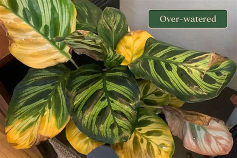 calathea watering temperature